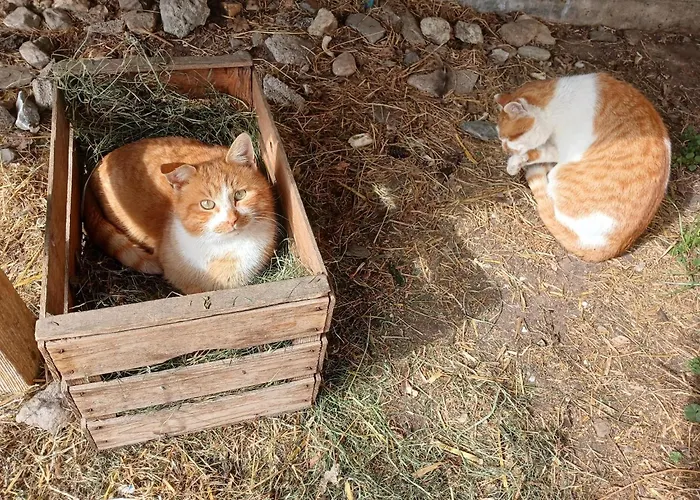 In Near Slopes Vakantiehuis Mittersill